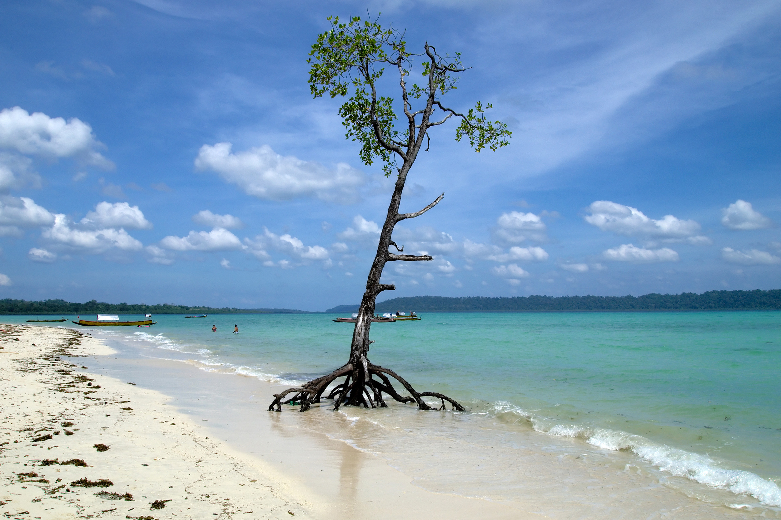 https://shuddhdesitravels.com/wp-content/uploads/2023/03/Havelock_Island_Ethereal_mangrove_tree_Andaman_Islands.jpg