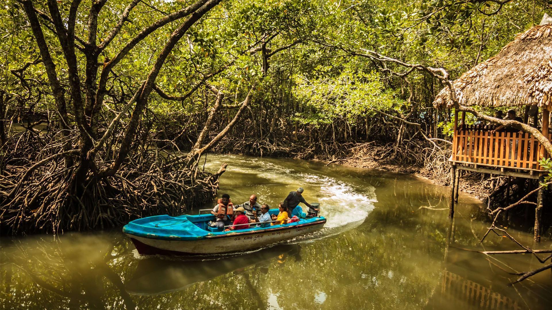 mangrove