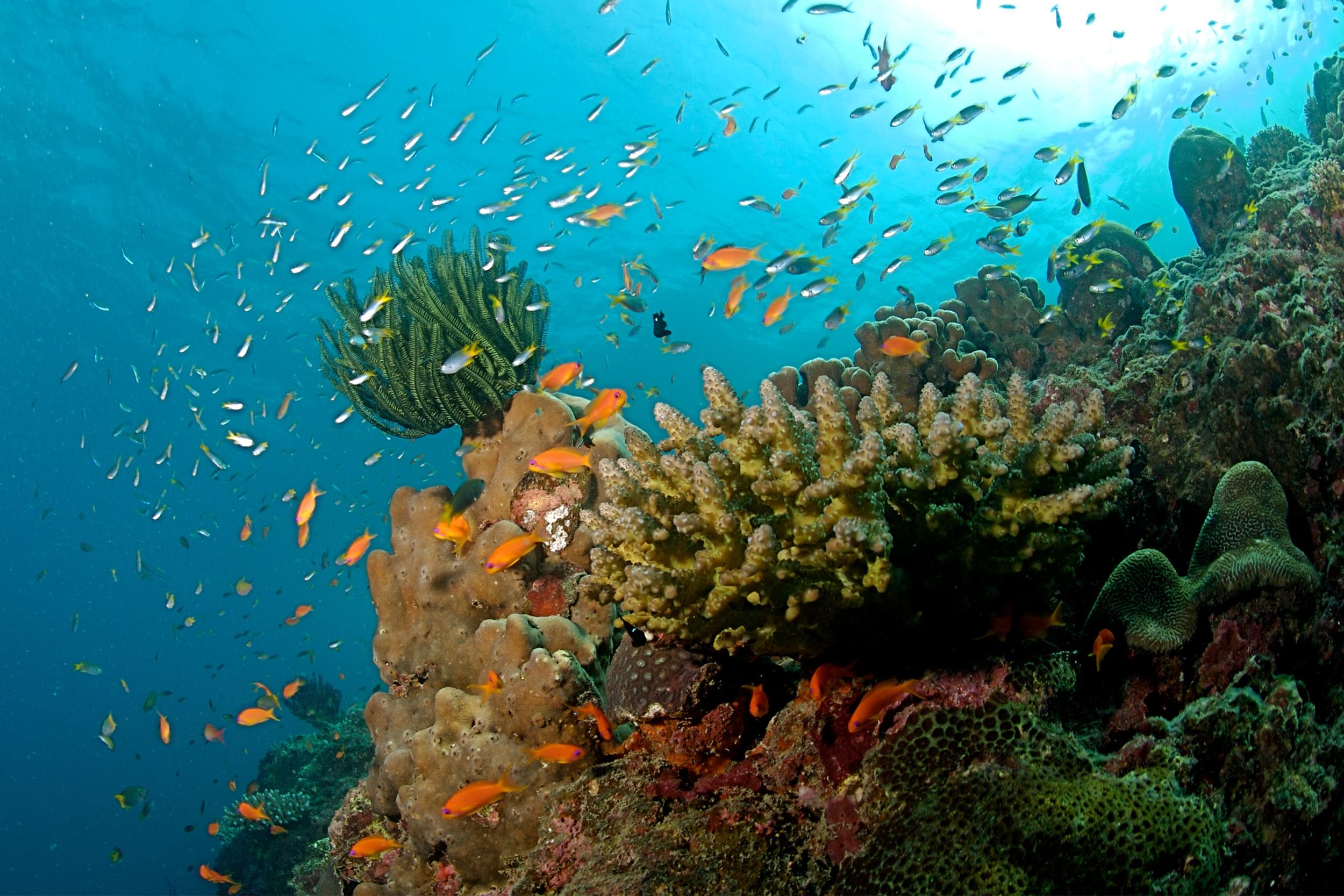 The_Coral_Reef_at_the_Andaman_Islands
